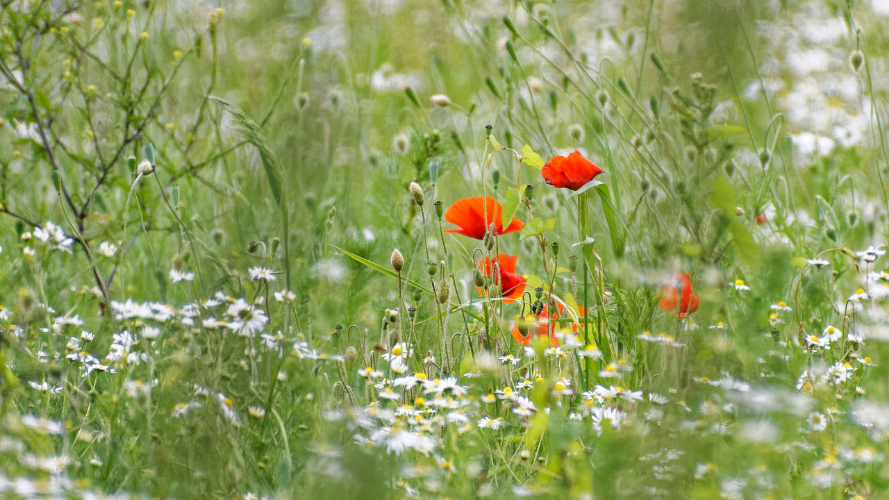 Klatschmohn