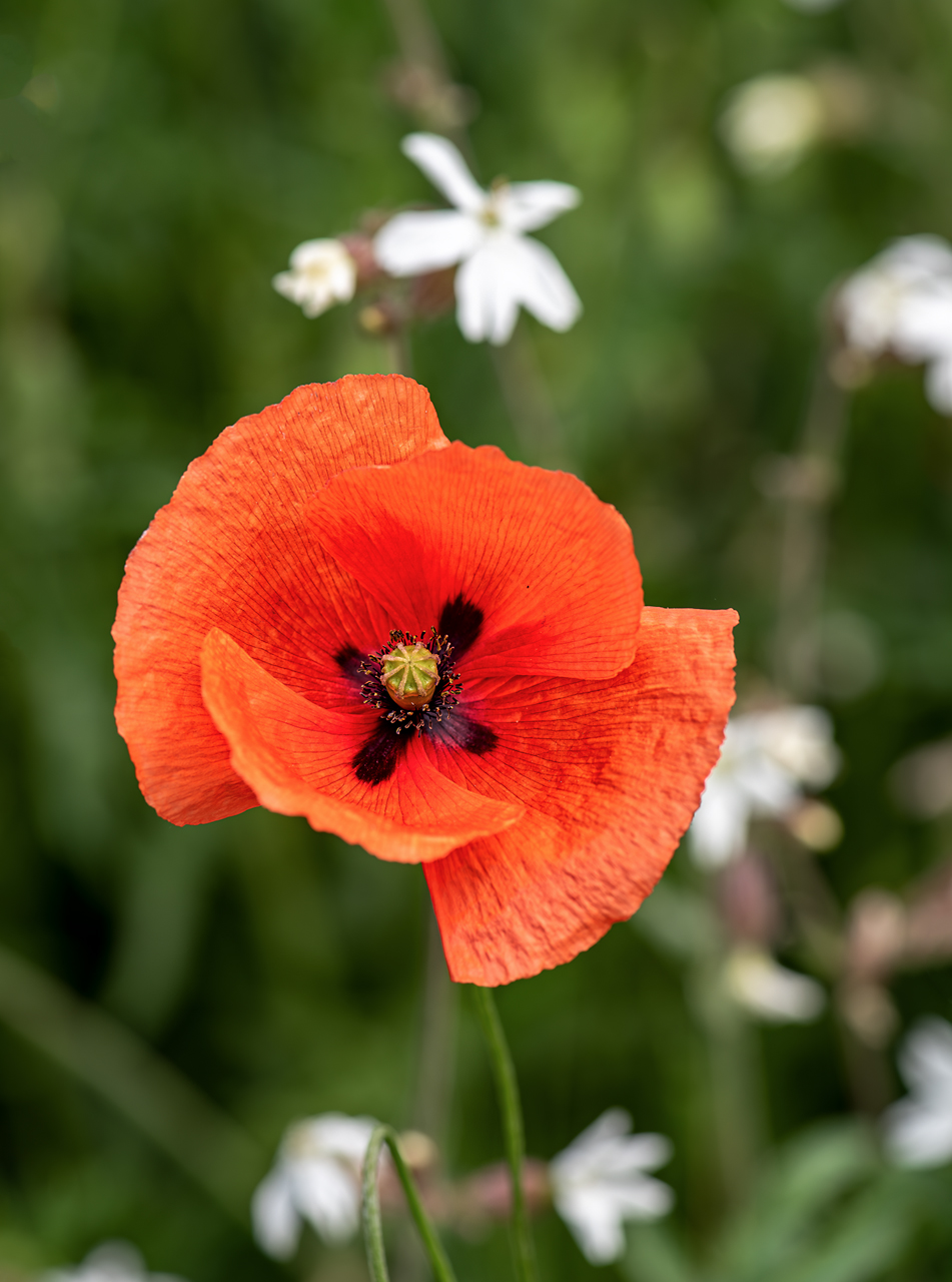 Klatschmohn