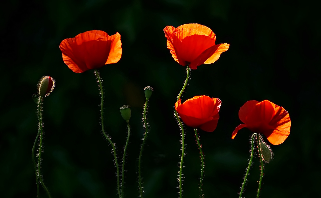 Klatschmohn