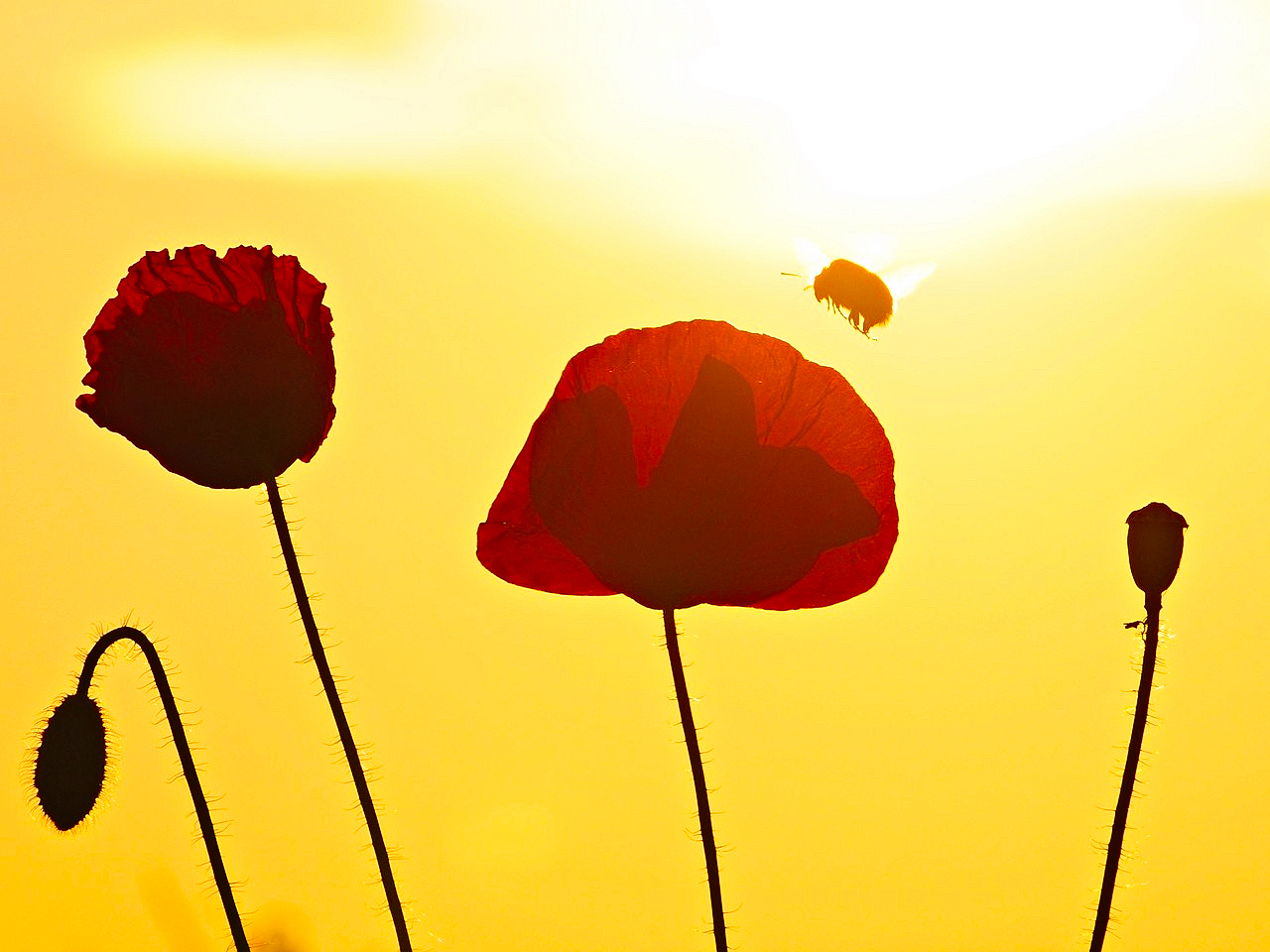 Klatschmohn