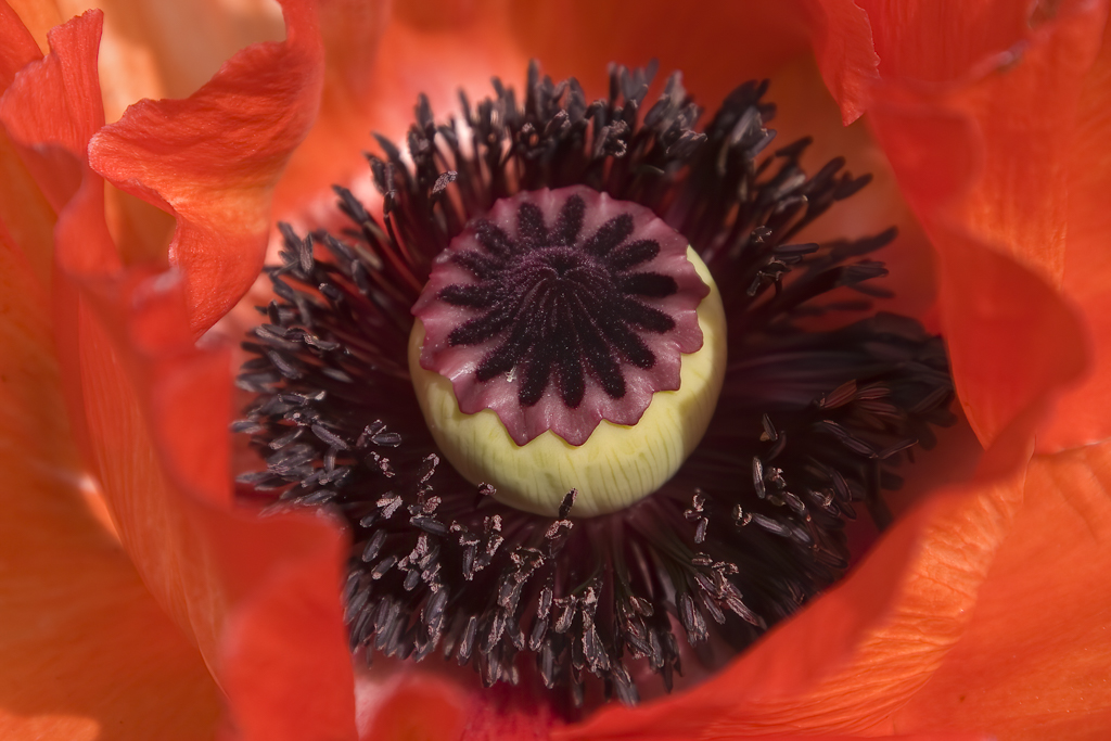 Klatschmohn