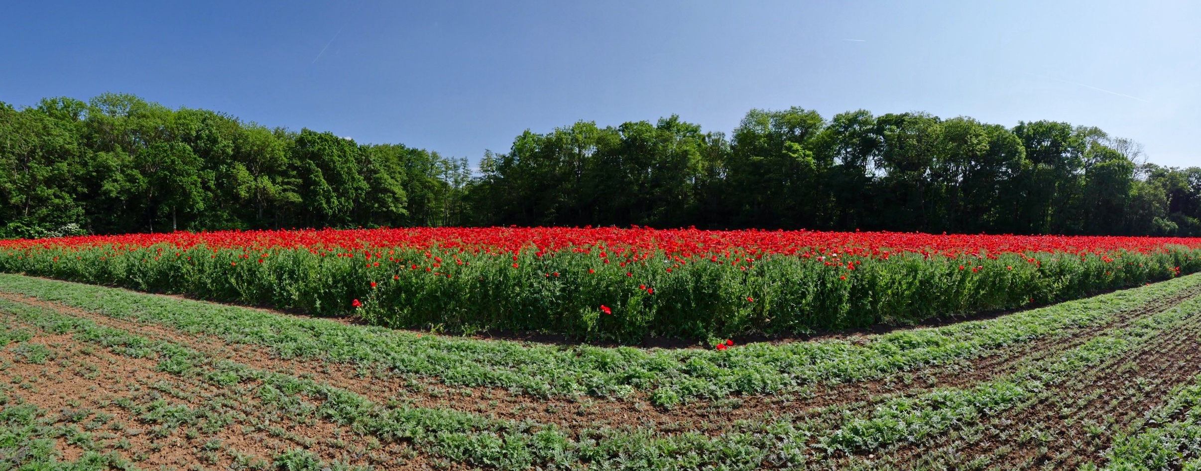 Klatschmohn