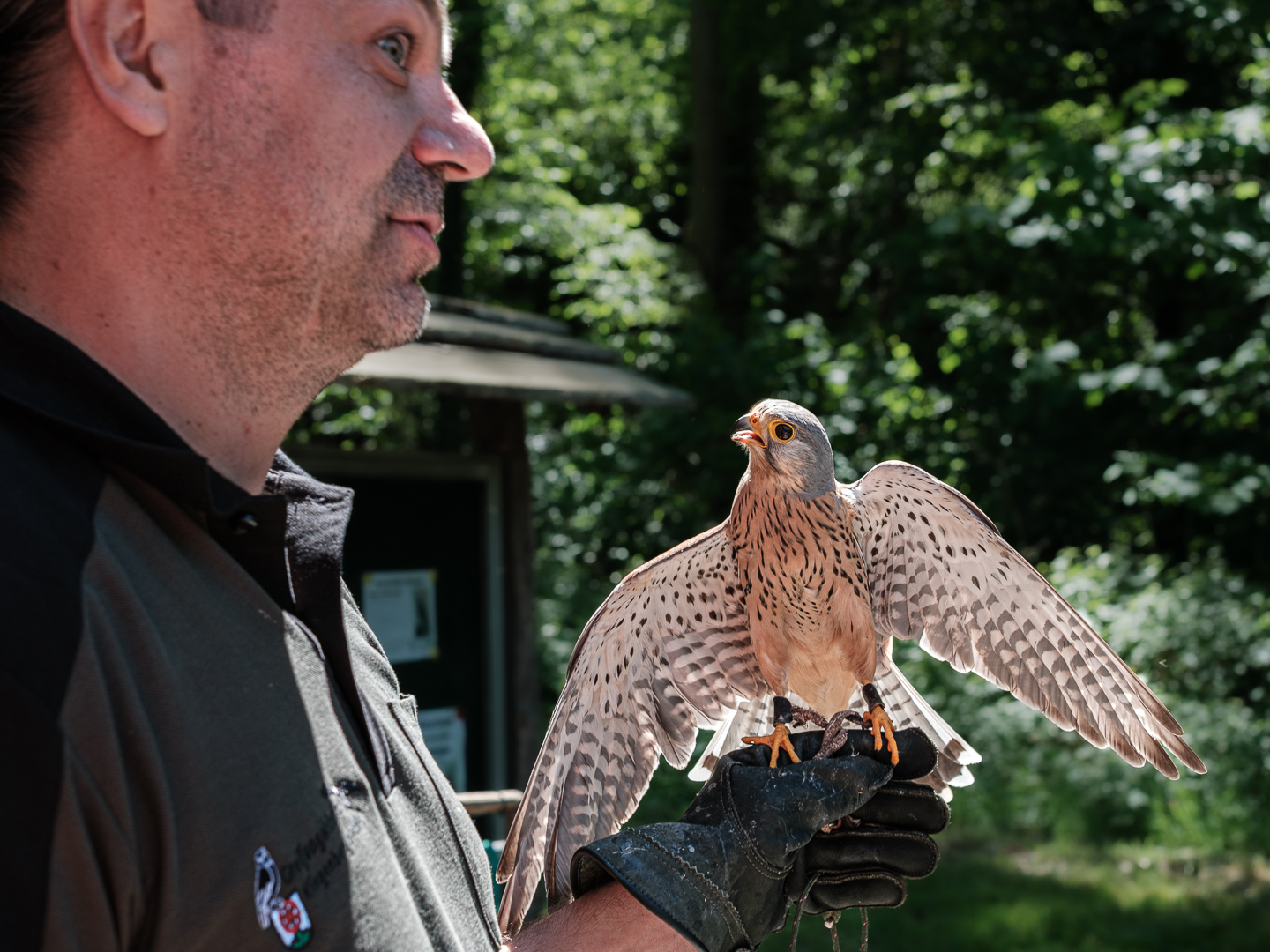 Klausi, der Turmfalke mit einem seiner Retter