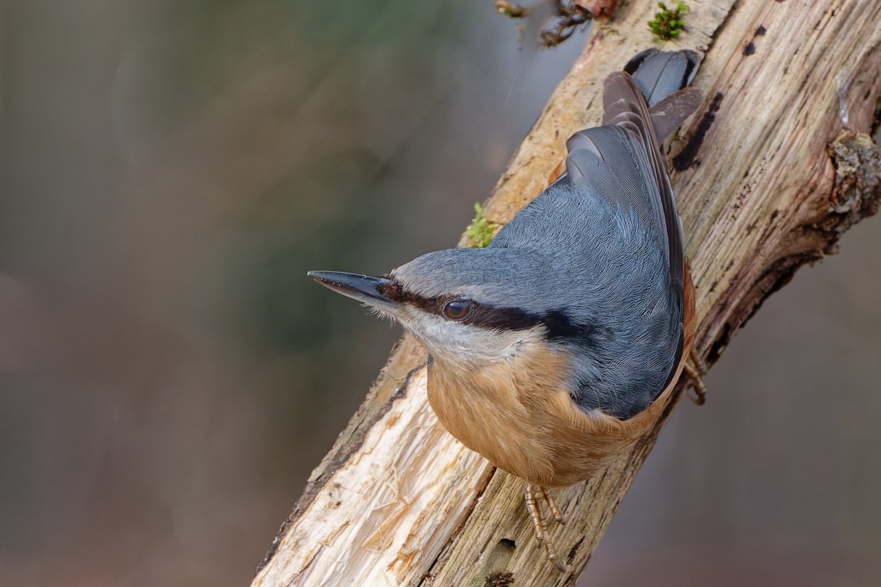Kleiber hat was gesichtet......