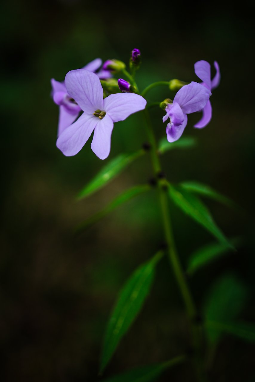 Kleine Blümchen