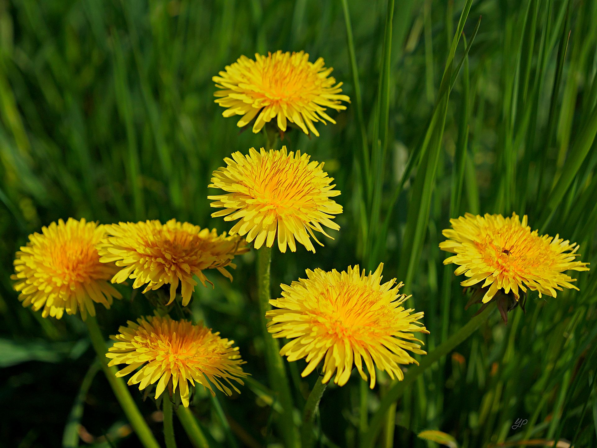 Kleine Frühlingssonnen
