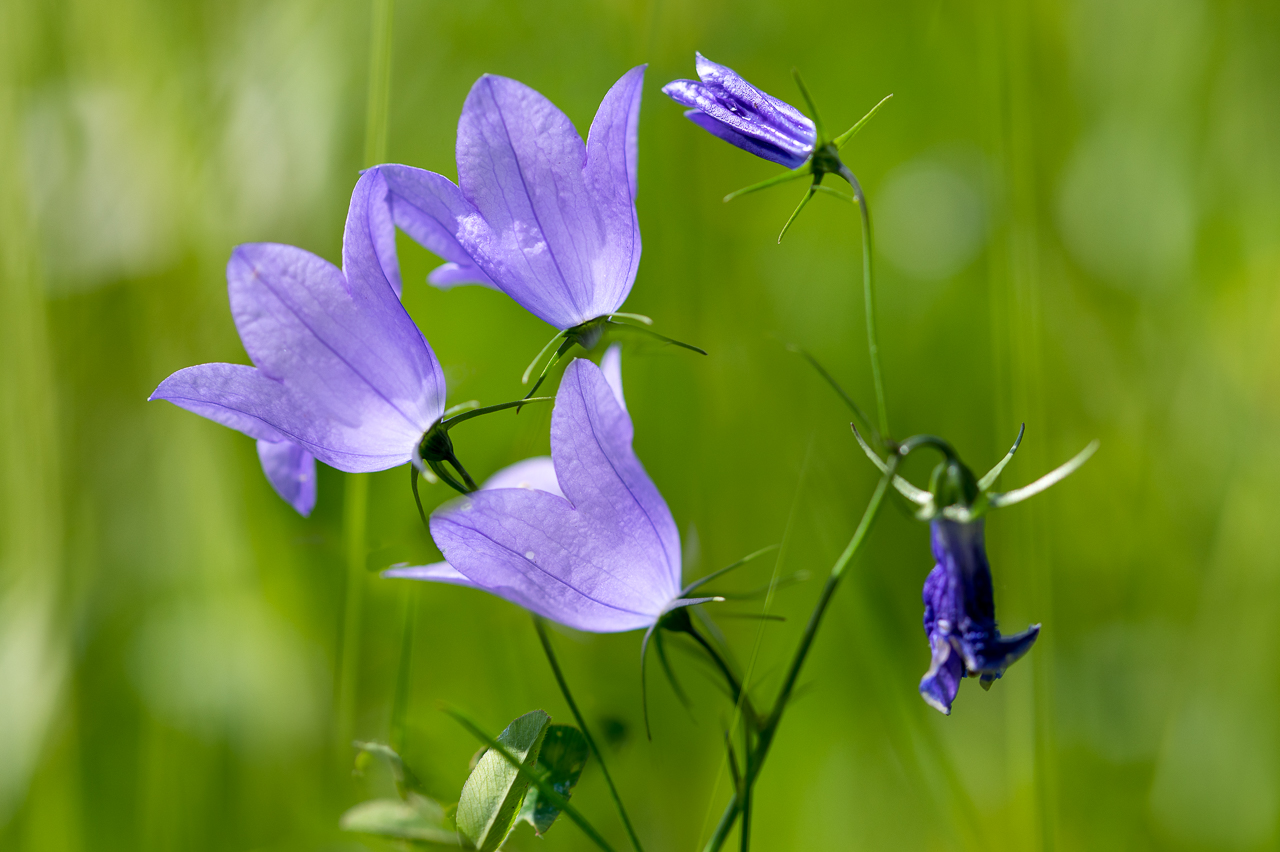 kleine Glockenblume - 2