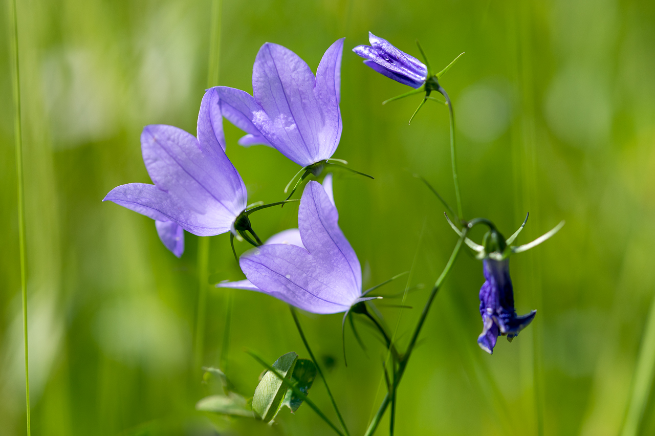 kleine Glockenblume