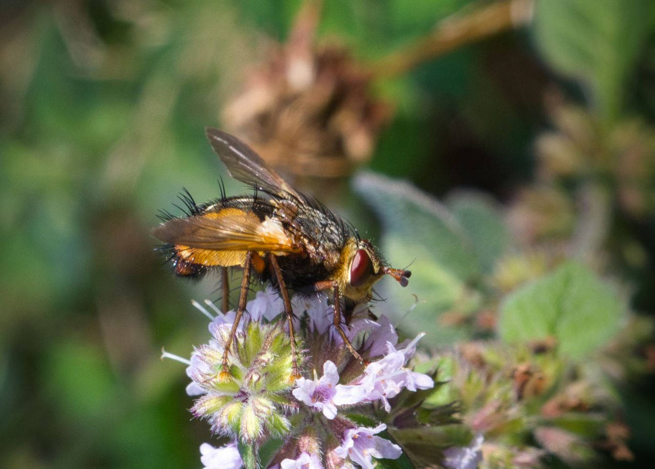 Kleine Igelfliege