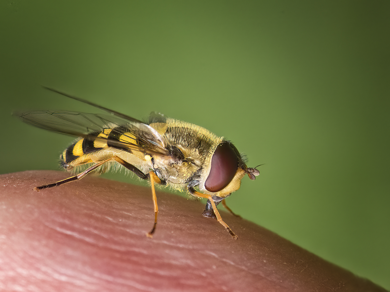 Kleine Schwebfliege