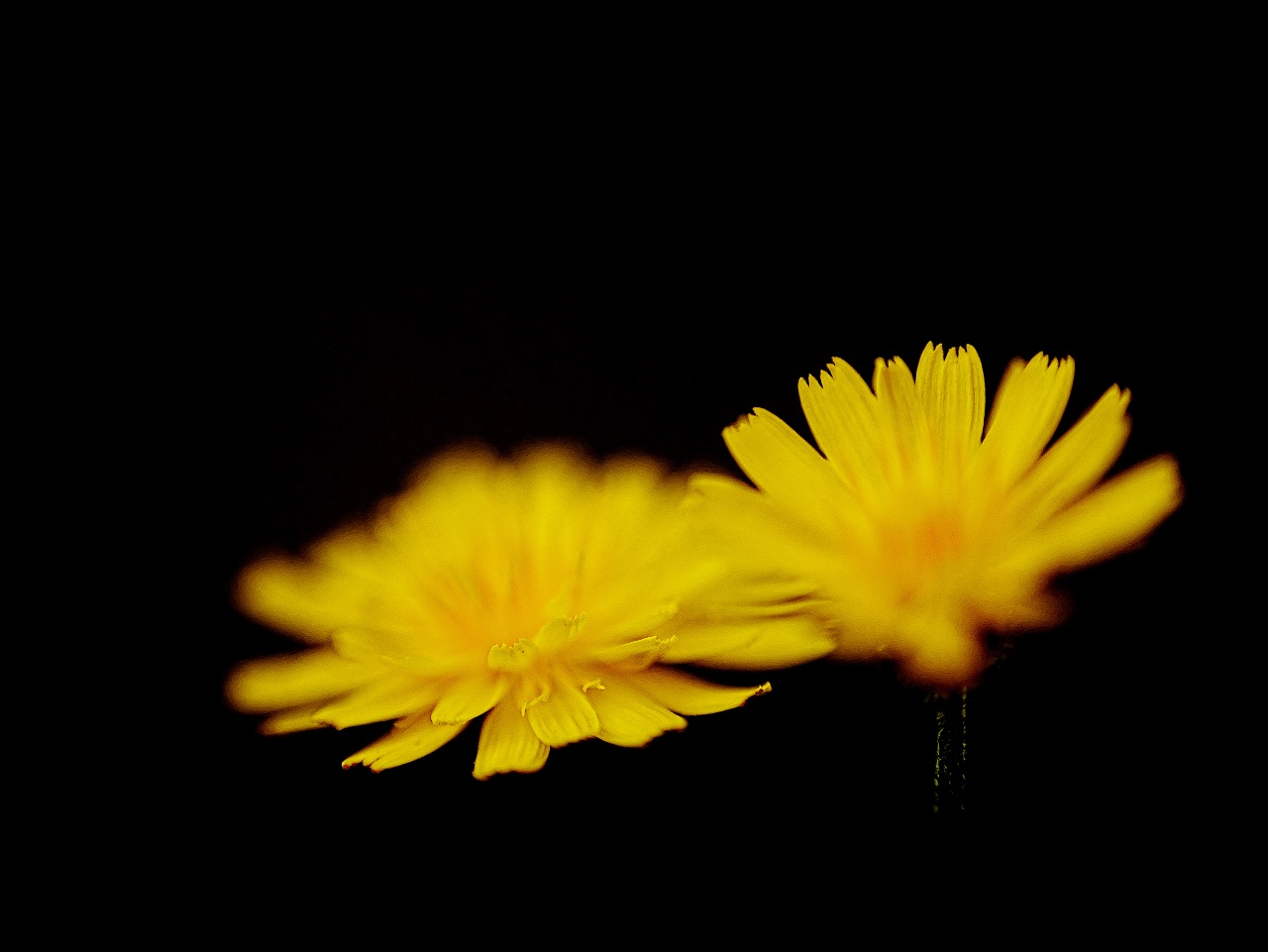 kleine Wiesenblümchen