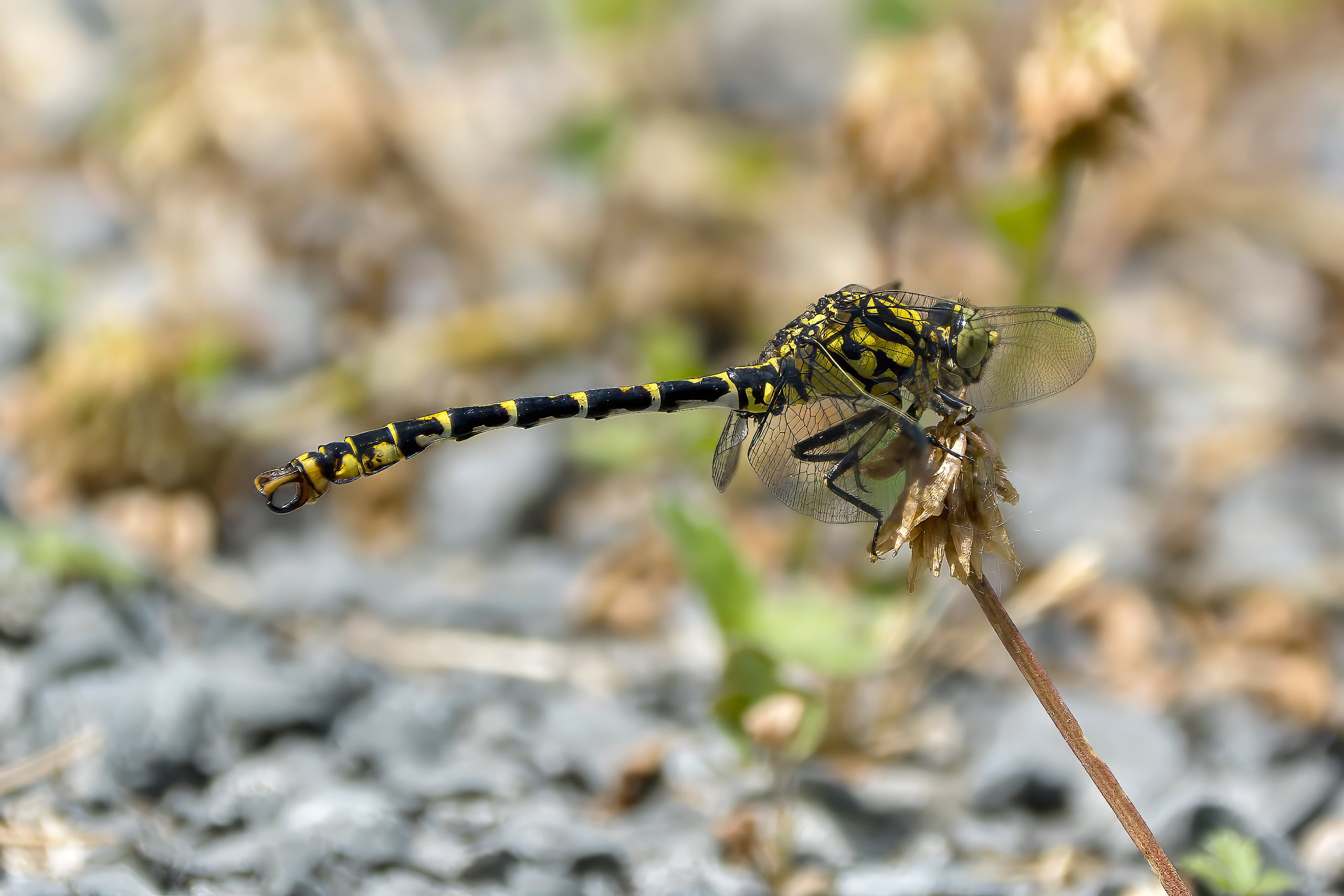 Kleine Zangenlibelle