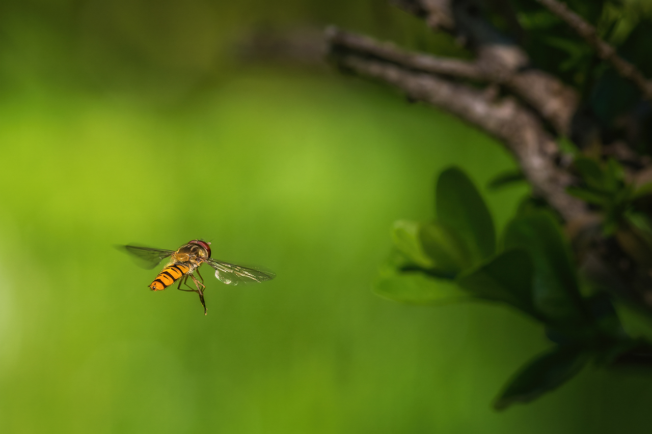 Kleiner Flieger