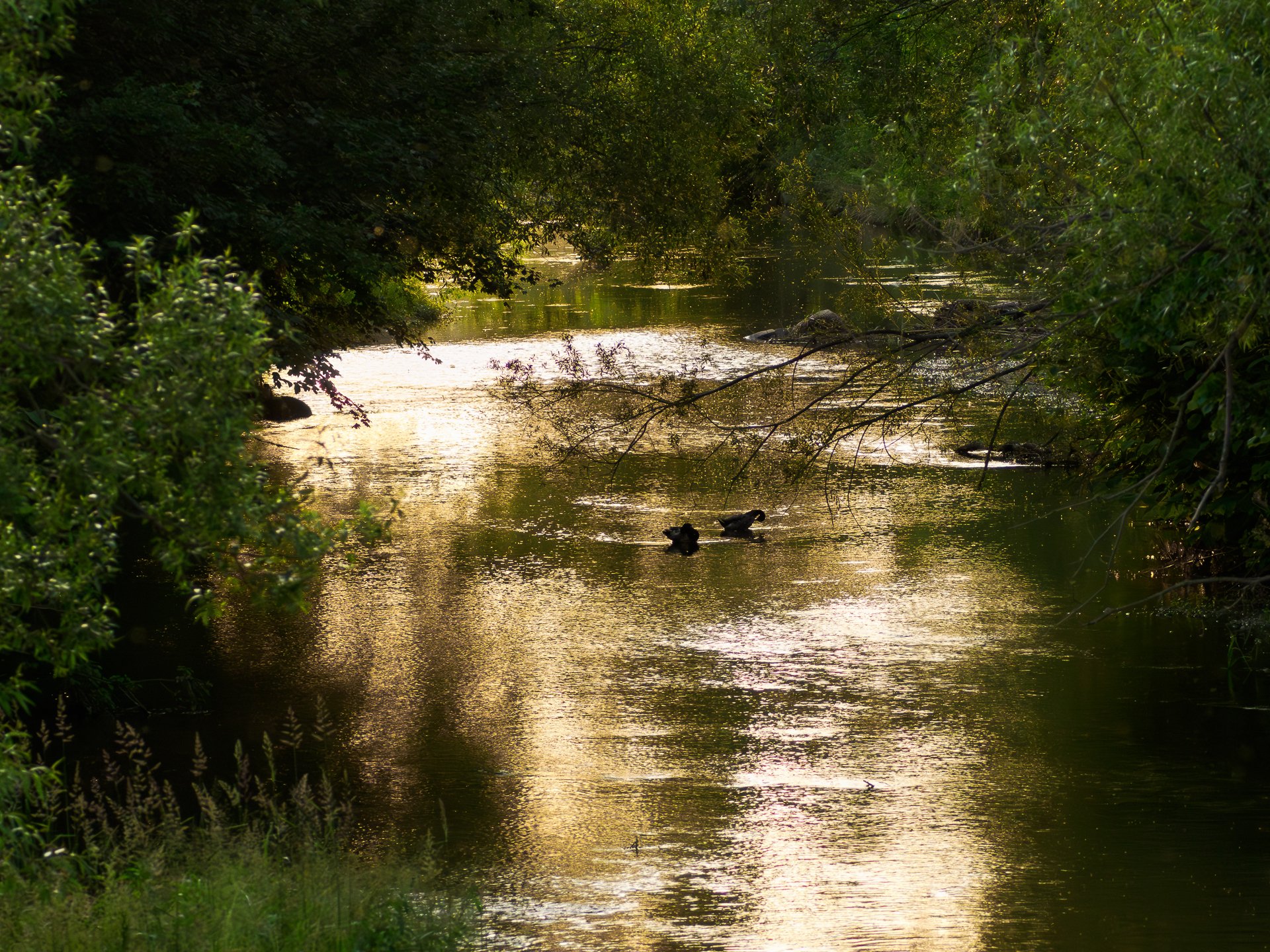 kleiner Fluss im Abendlicht