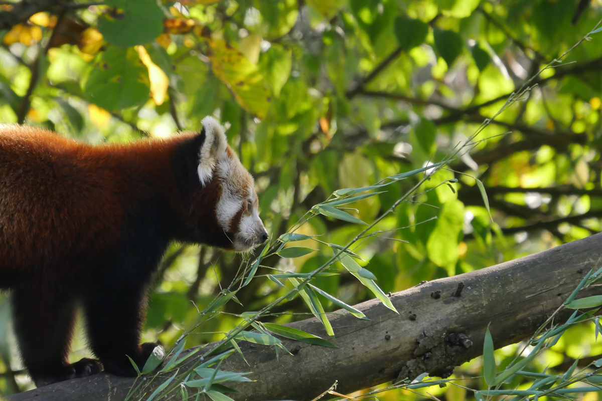 Kleiner Panda auf Entdeckungstour