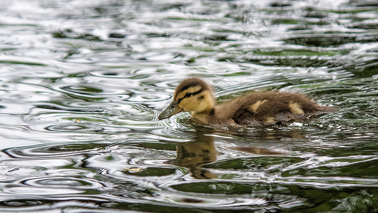 Kleiner Schatz im Silbersee