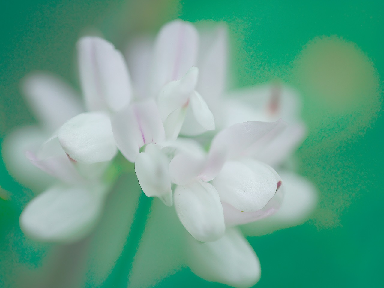 kleines Wiesenblümchen