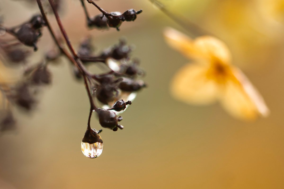 Kletterhortensie Drittelaufteilung