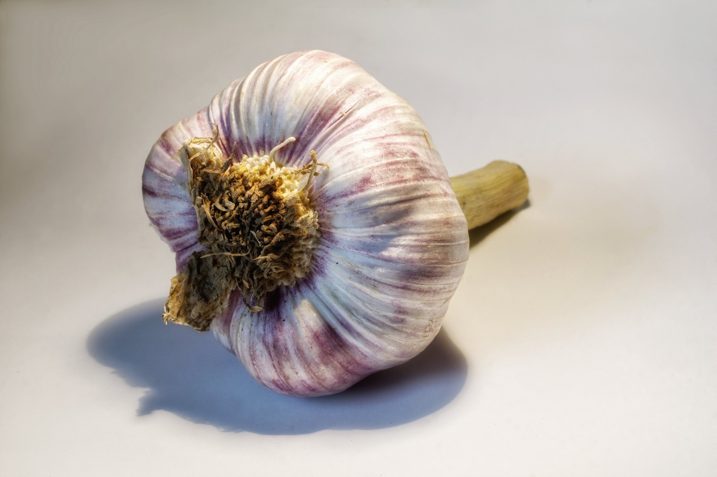 Knoblauch