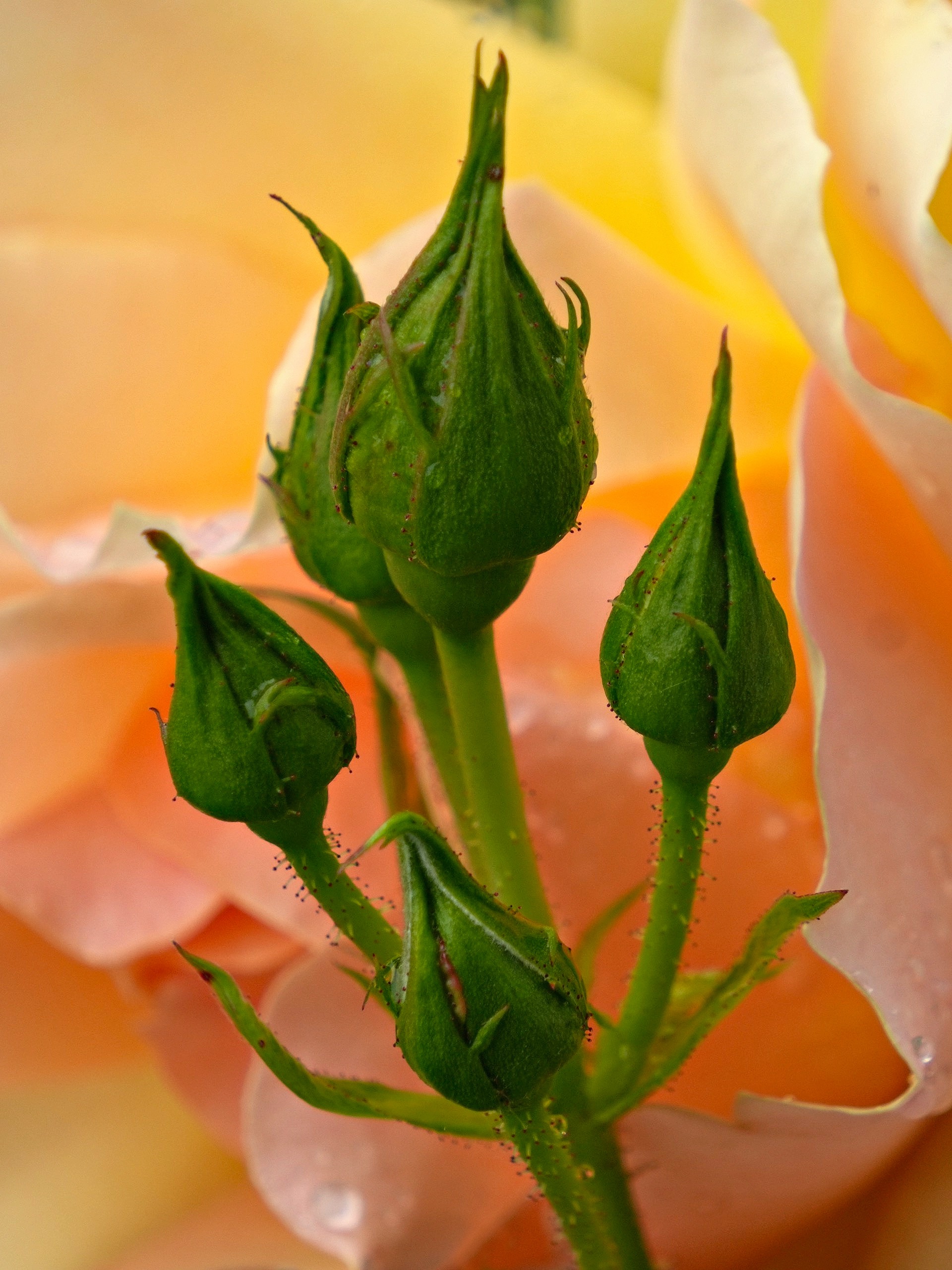 Knospen