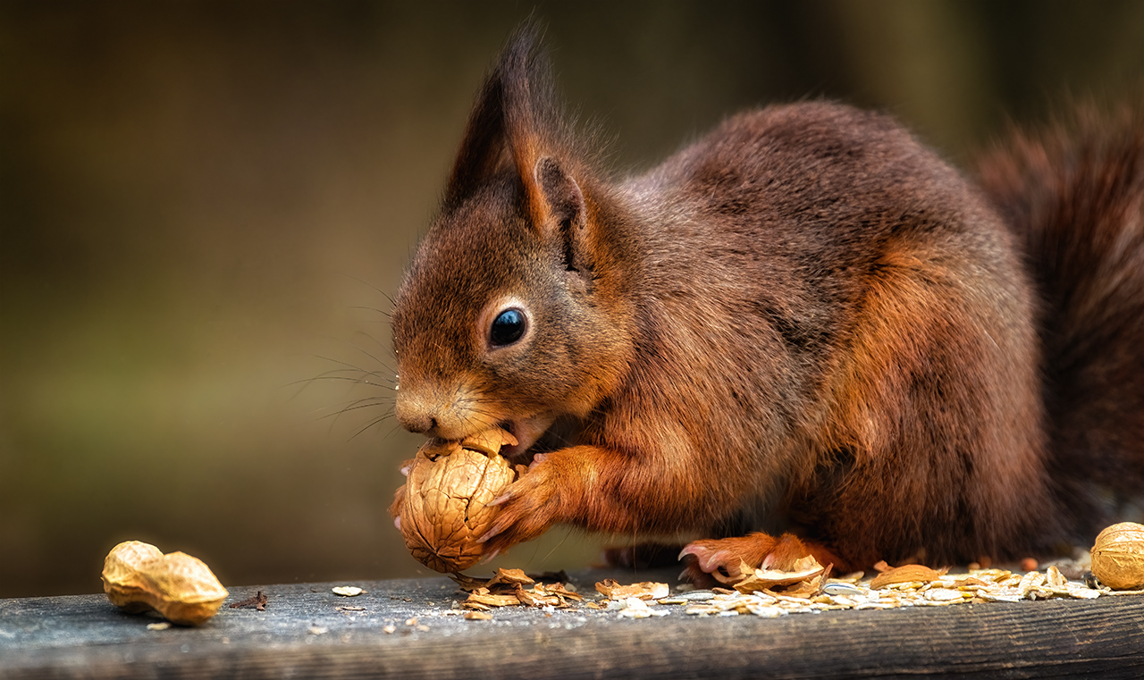 Knusper...KNACK!