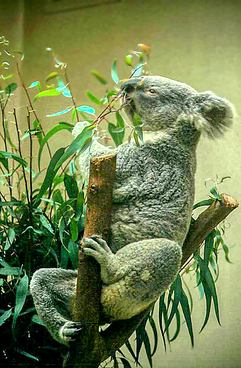 Koala