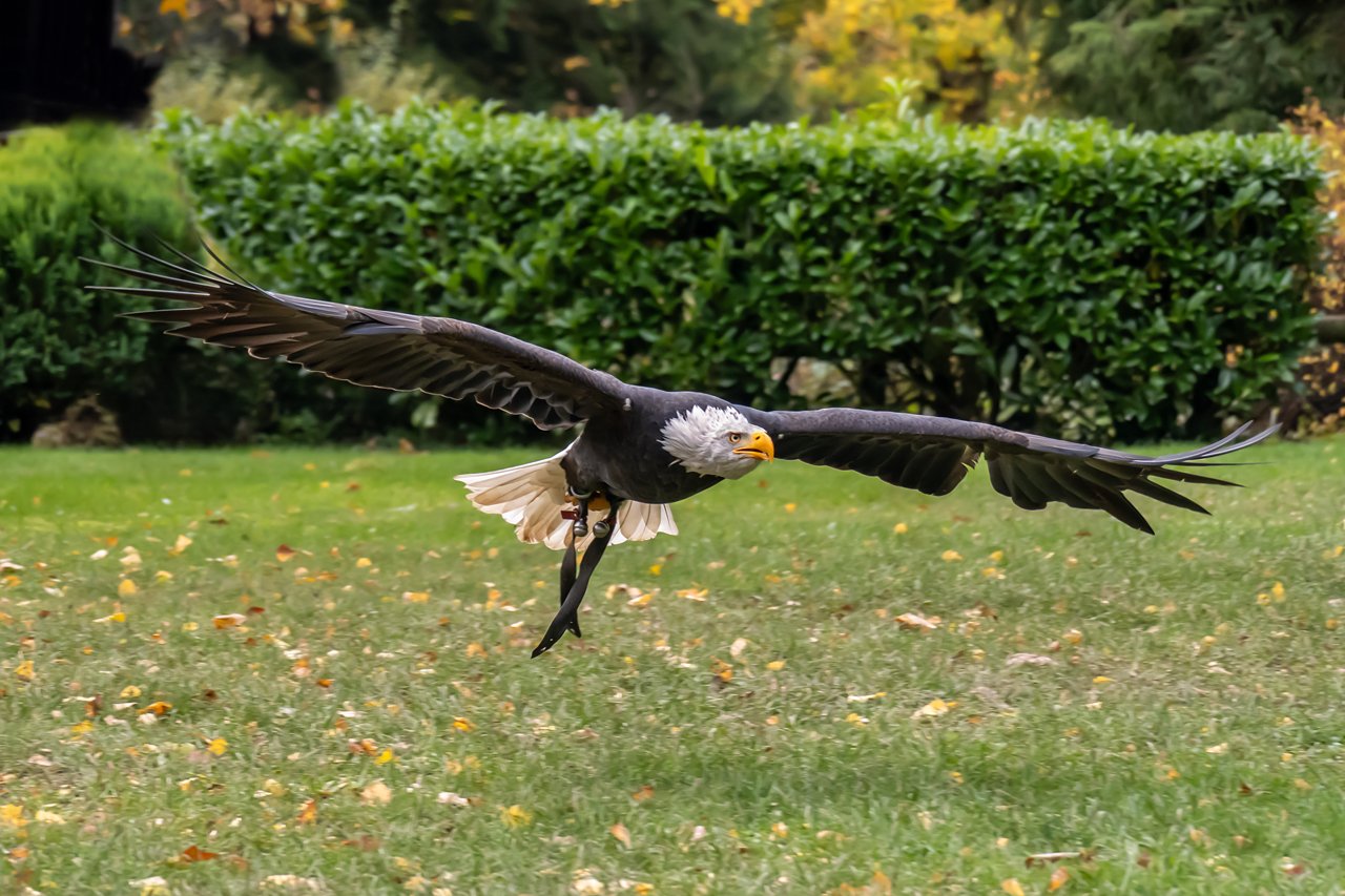 Könige der Lüfte 1