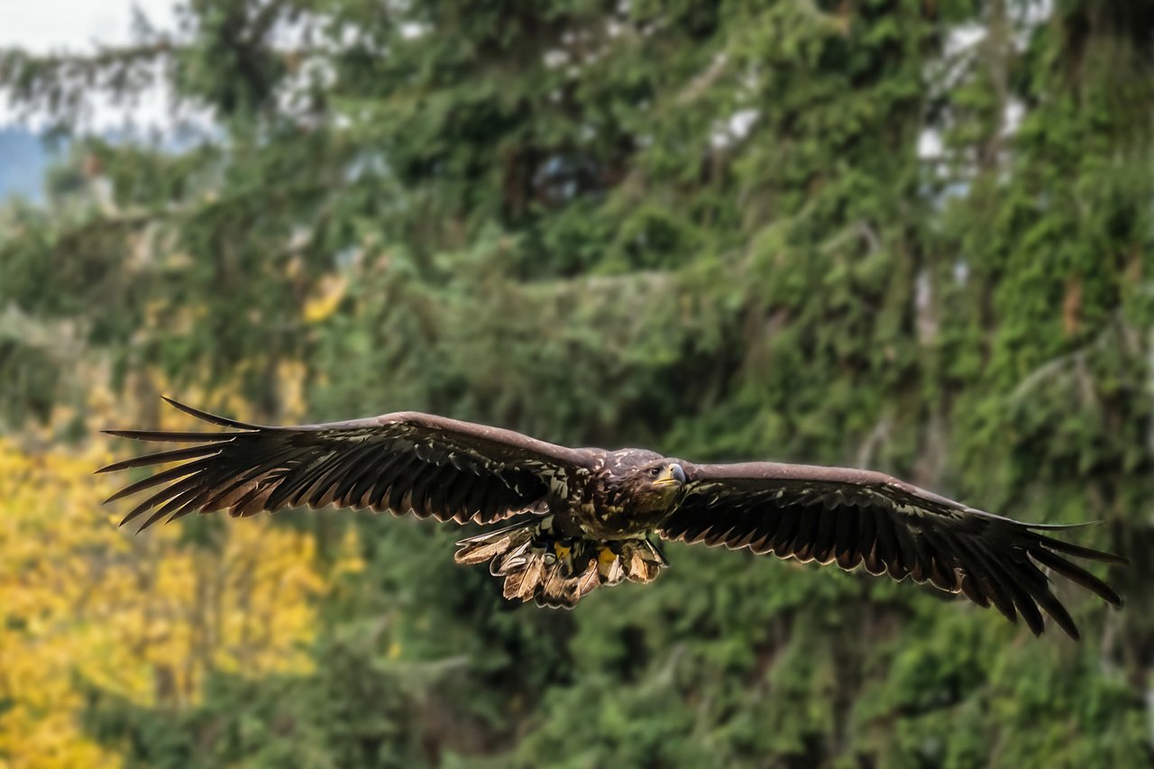 Könige der Lüfte 2