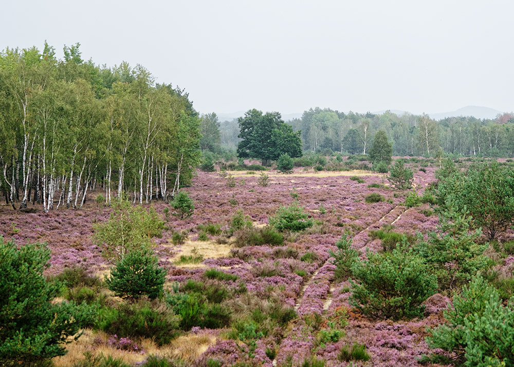 Königsbrücker Heide