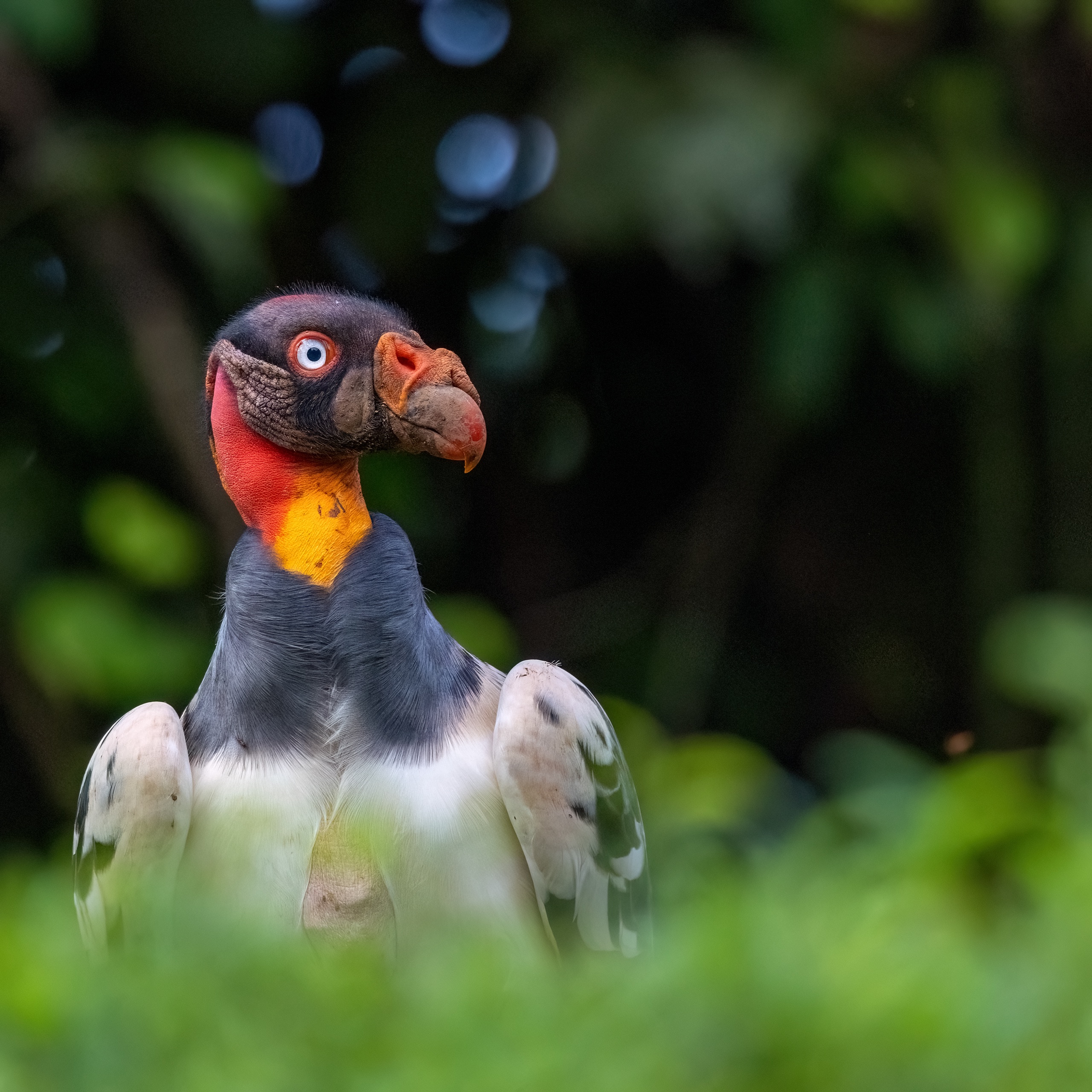 Königsgeier im Portrait