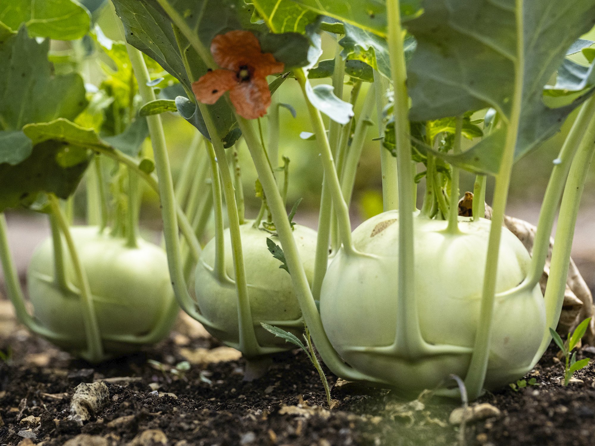 Kohlrabi