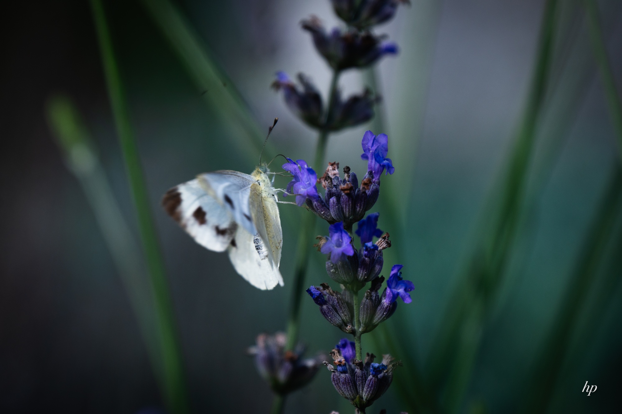 Kohlweißling im Lavendel