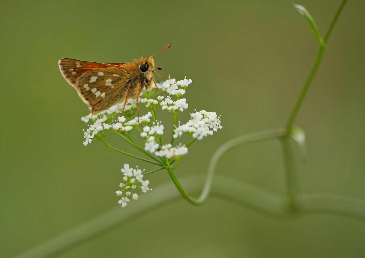 Komma-Dickkopffalter (Hesperia comma)