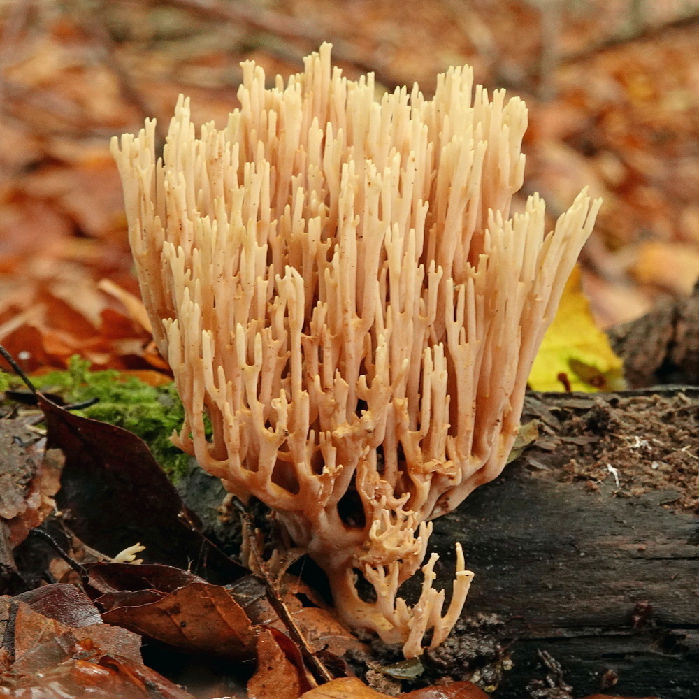 Korallenpilz