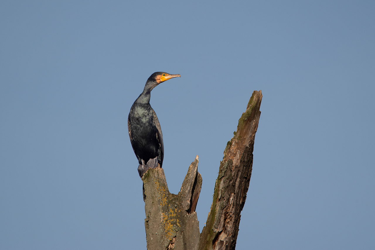 Kormoran an der Donau 1.jpg