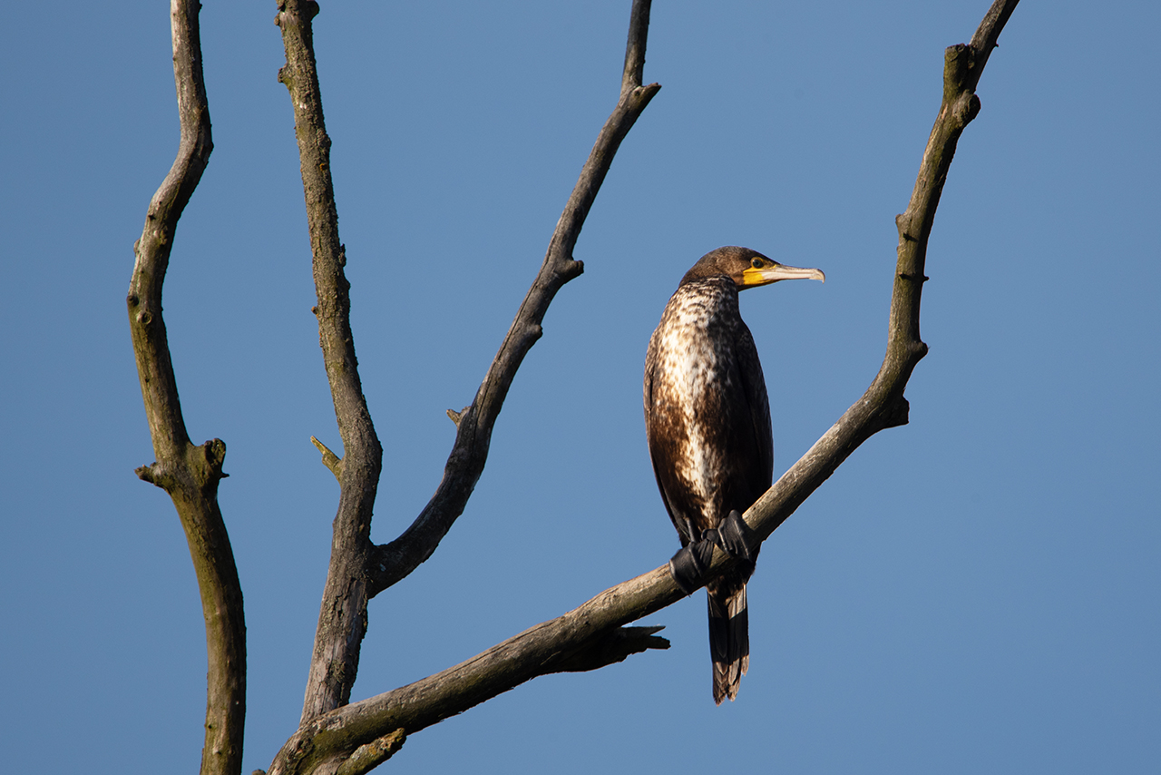 Kormoran an der Donau 2.jpg