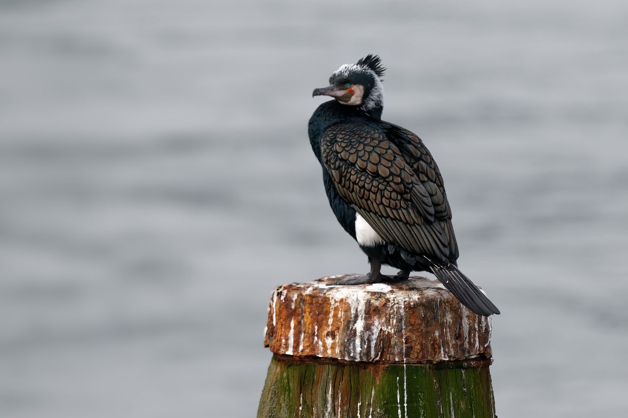 Kormoran auf Brautschau