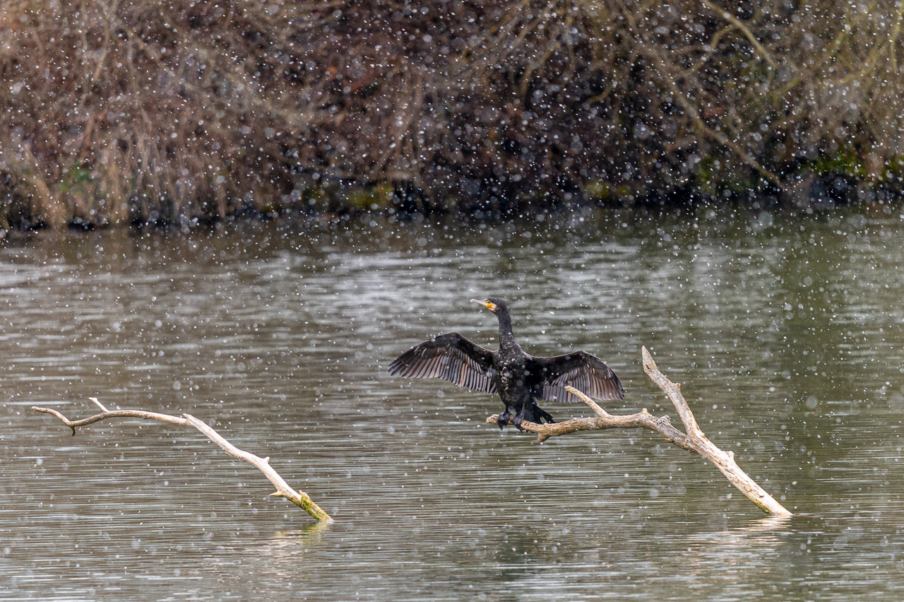 Kormoran im Schneegestöber