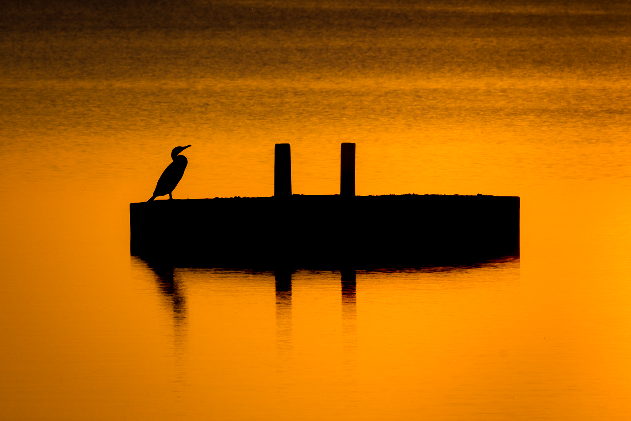 Kormoran im Sonnenuntergang