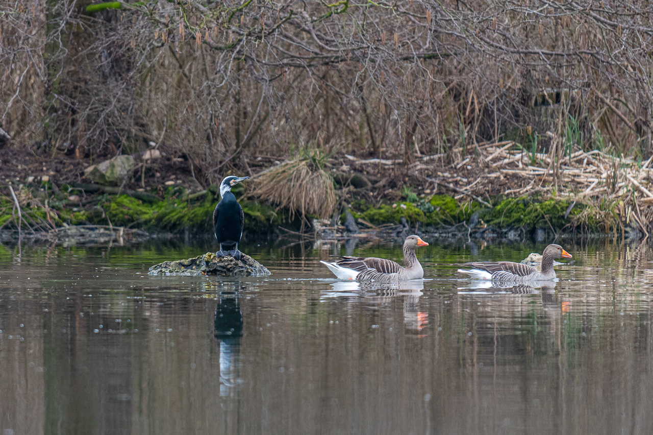 Kormoran und Wildgänse