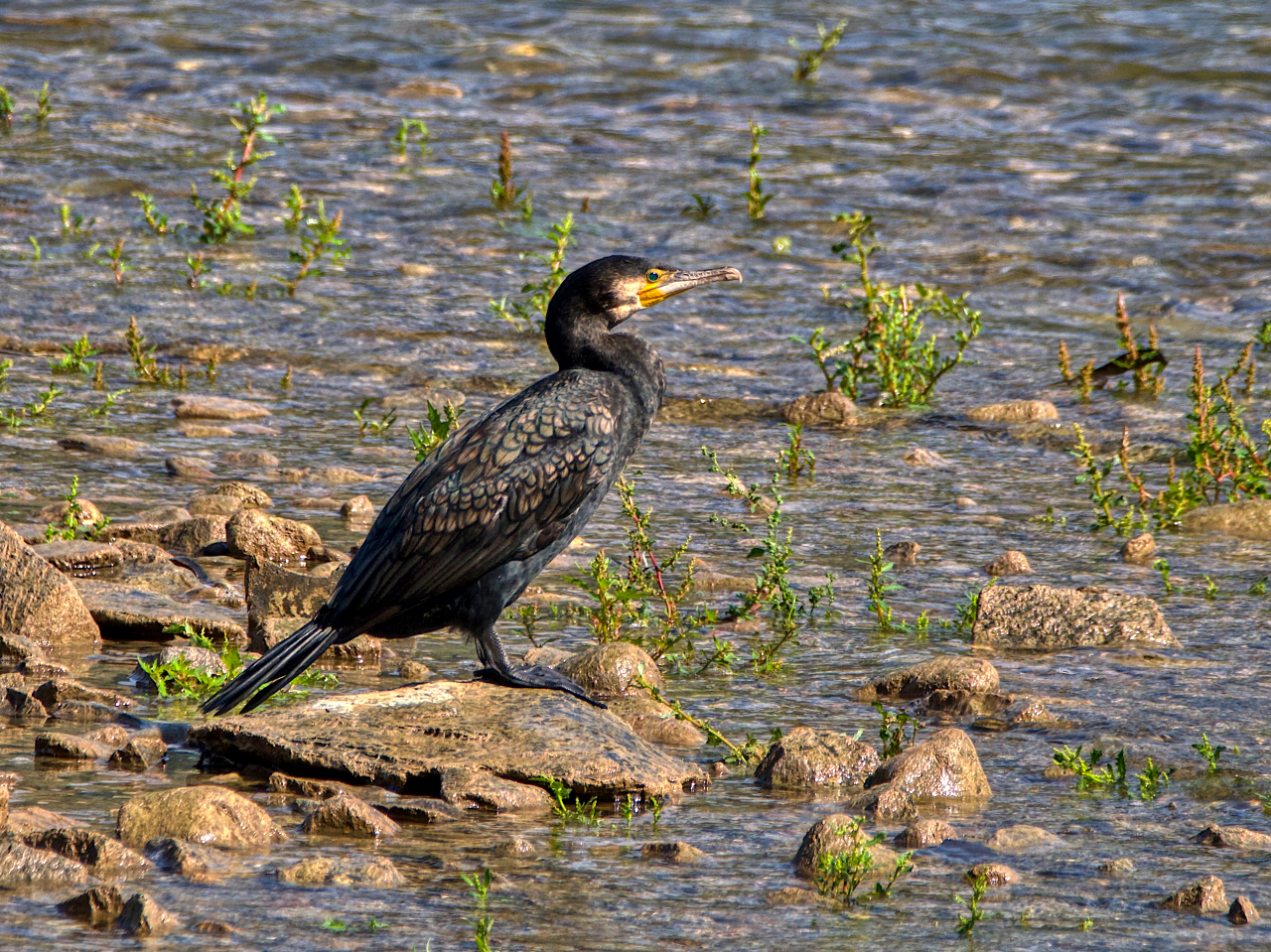 Kormoran