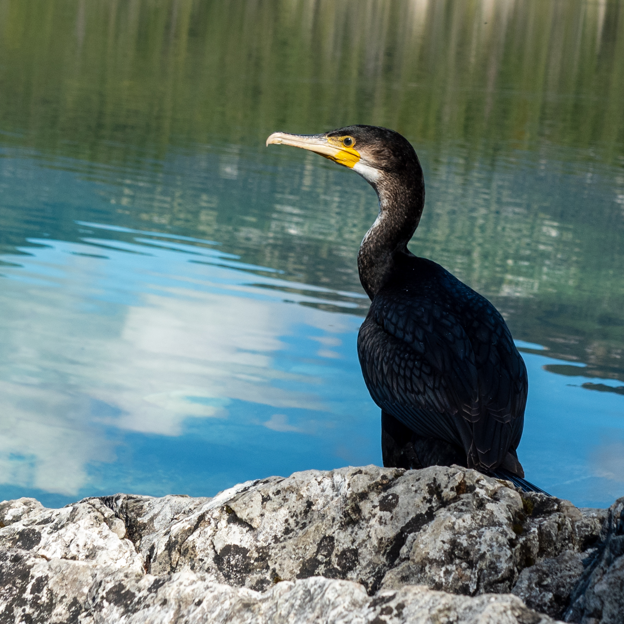 Kormoran