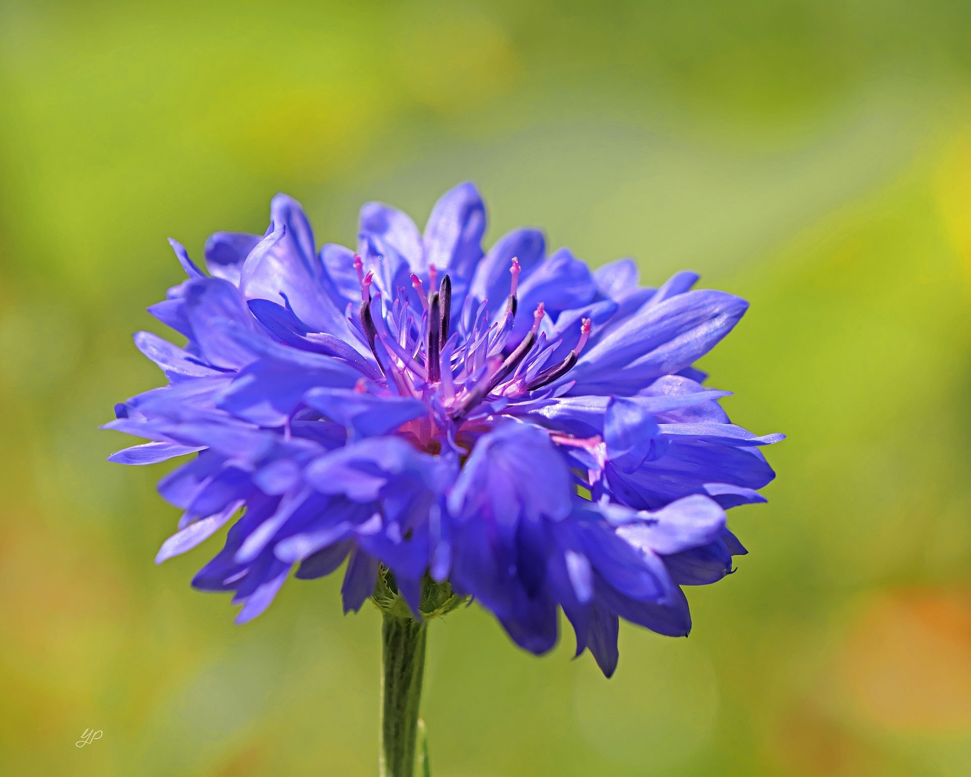 Kornblume