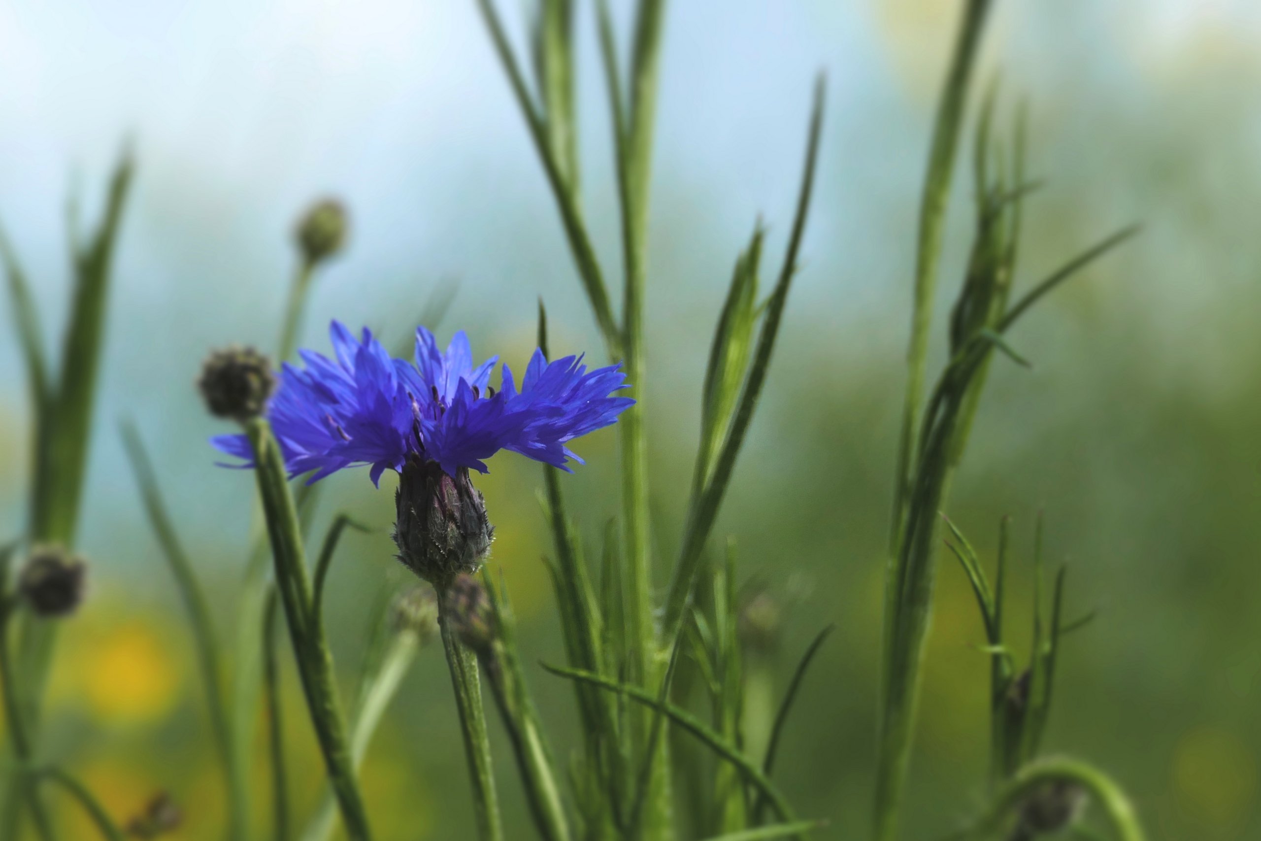 Kornblumen blau