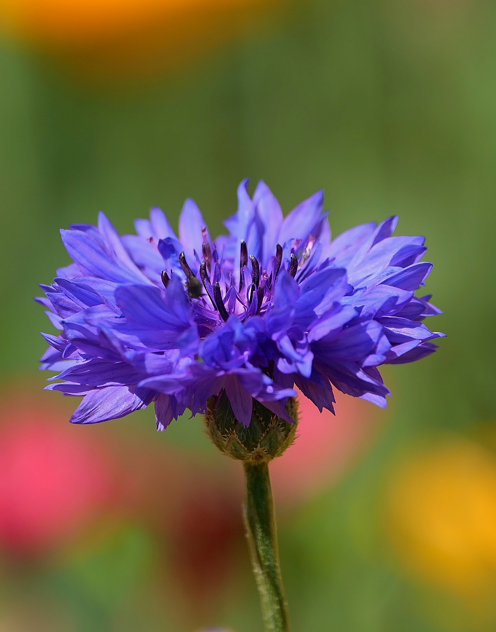 Kornblumenblau