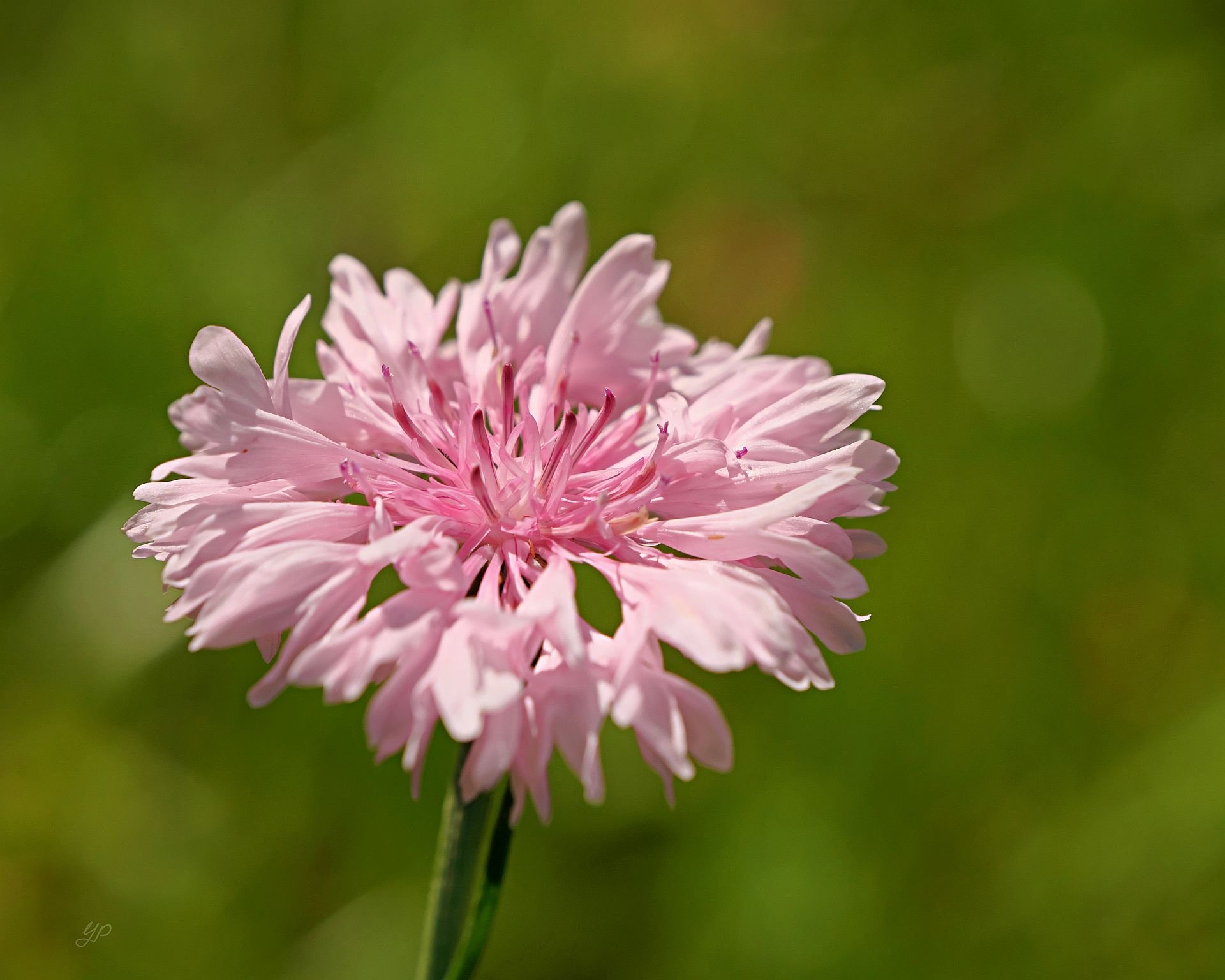 Kornblumenrosa