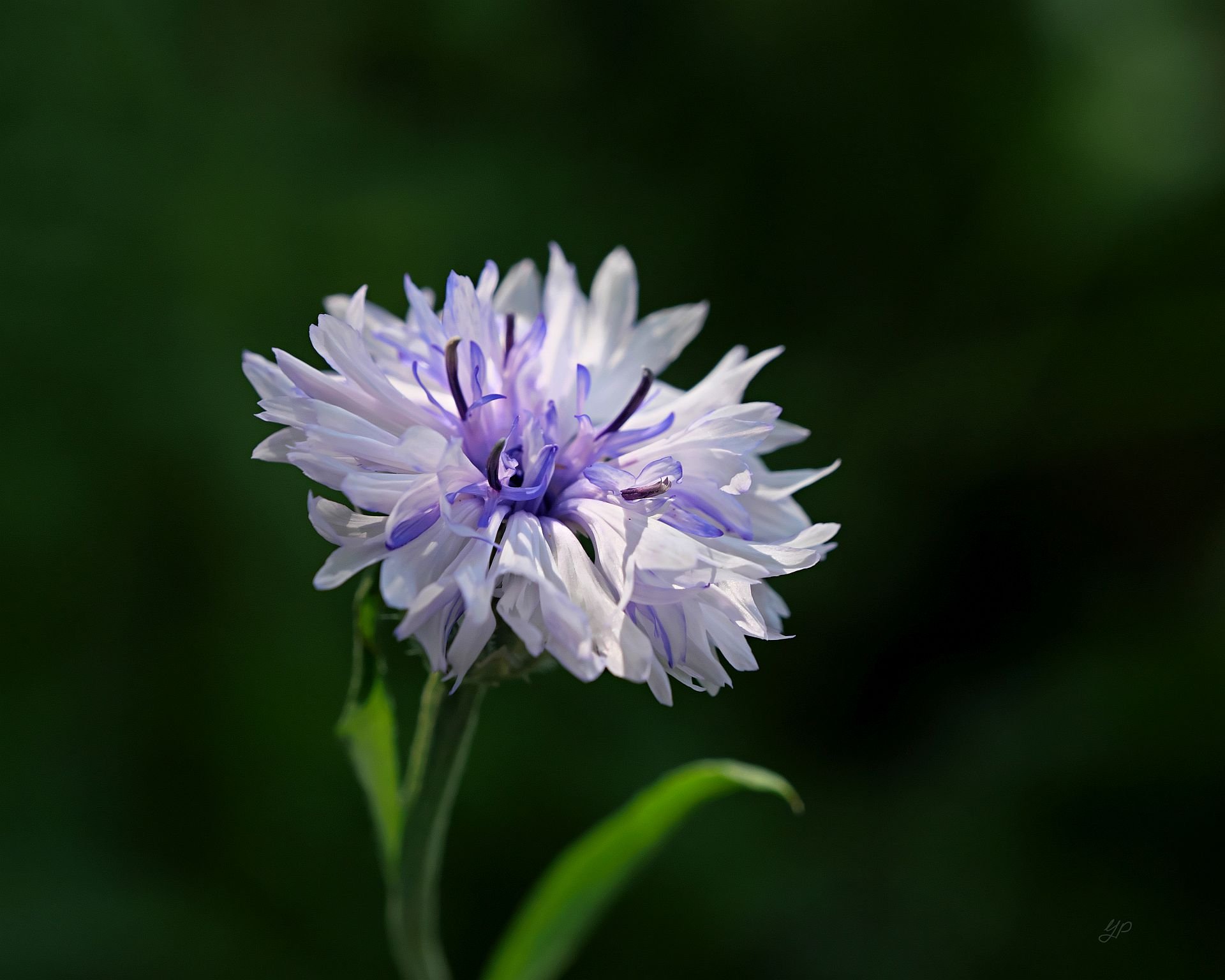 Kornblumenweiß
