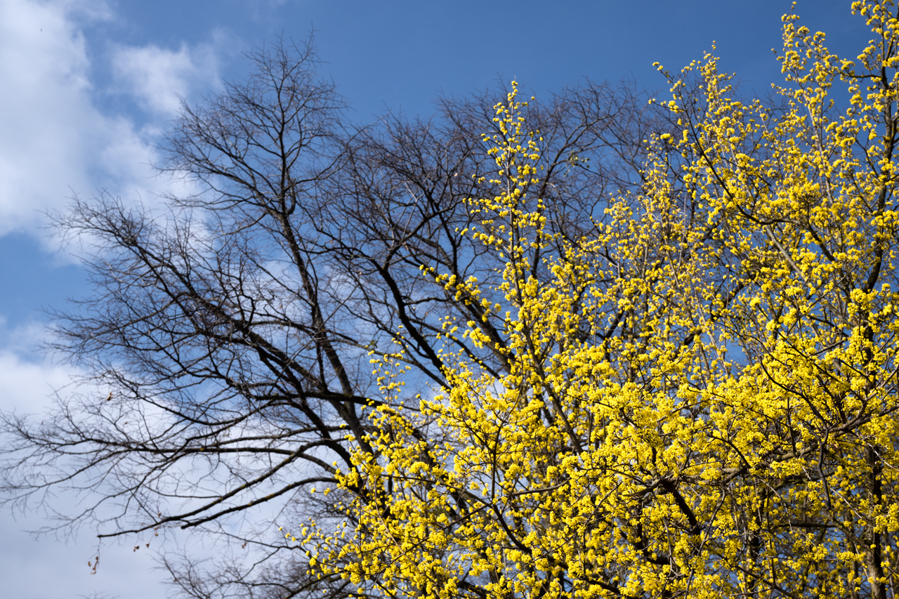 Kornelkirschenblüte