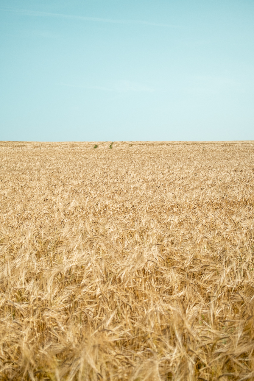 Kornfeld bis zum Horizont