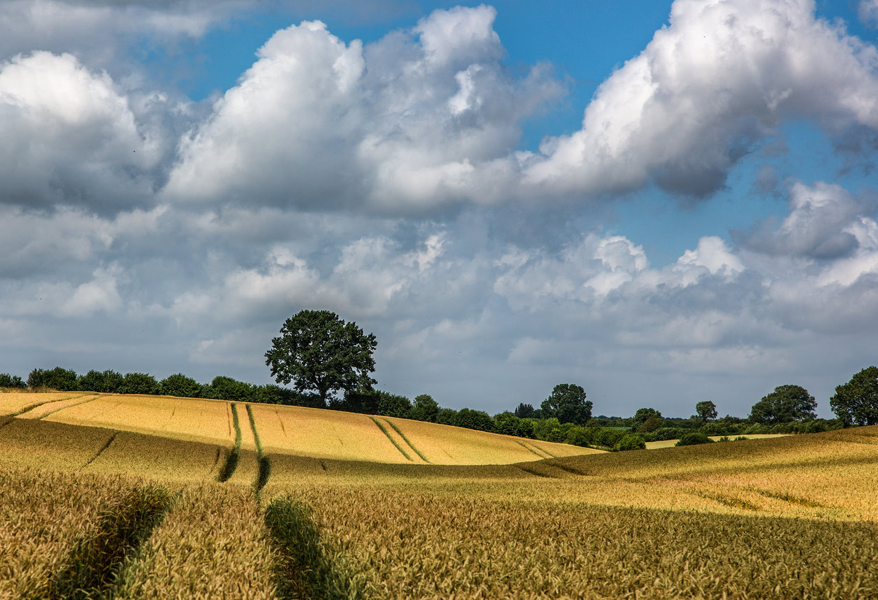 Kornfeld in Schleswig Holstein